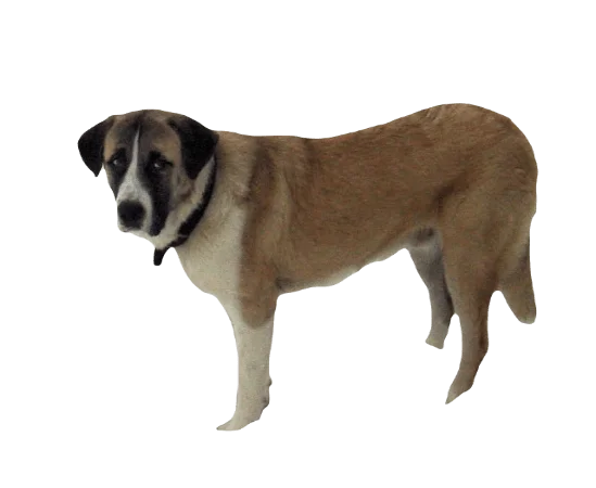 Rafeiro do Alentejo Dog breed information in all topics