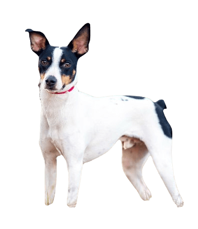 Rat Terrier Dog breed information in all topics
