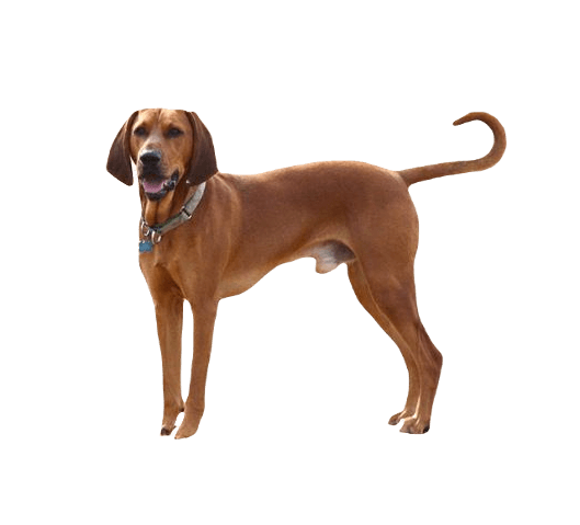 Redbone Coon Hound Dog breed information in all topics