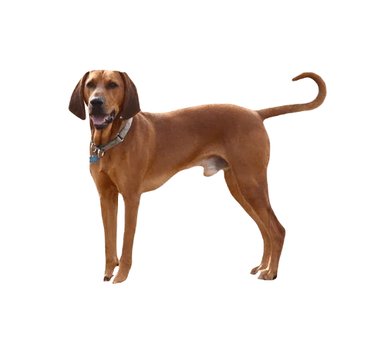 Redbone Coon Hound Dog breed information in all topics