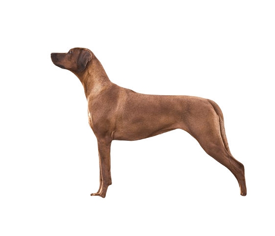Rhodesian Ridgeback Dog breed information in all topics