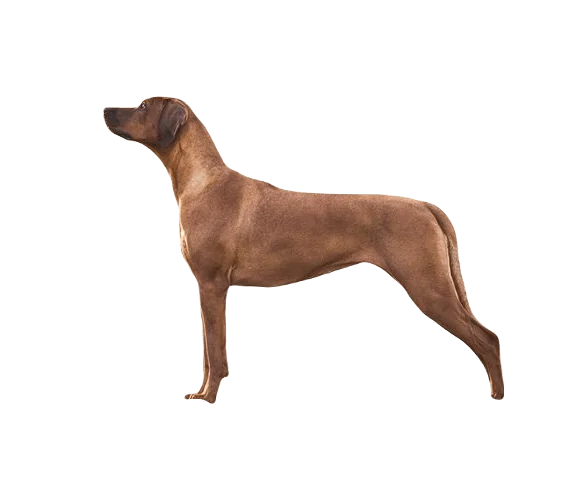 Rhodesian Ridgeback Dog breed information in all topics