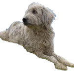 Romanian Mioritic Shepherd Dog breed information in all topics