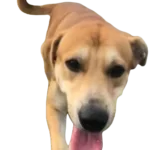 Rottador Dog breed information in all topics