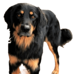 Rottle Dog breed information in all topics