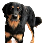 Rottle Dog breed information in all topics