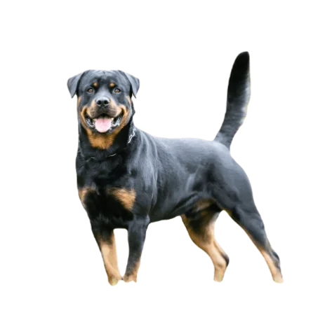 Rottweiler Dog information in all topics