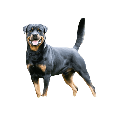 Rottweiler Dog information in all topics
