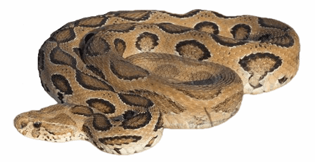 Russell’s viper snake information in all topics