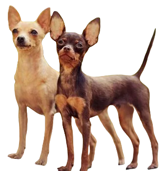 Russian Toy Dog breed information in all topics