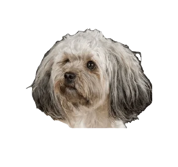 Russian Tsvetnaya Bolonka Dog breed information in all topics