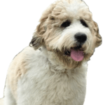 Saint Berdoodle Dog breed information in all topics