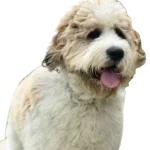 Saint Berdoodle Dog breed information in all topics
