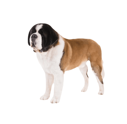 Saint Bernard Dog breed information in all topics