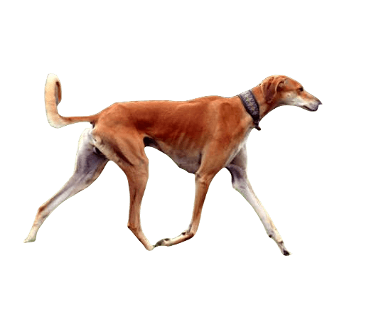 Saluki Dog breed information in all topics