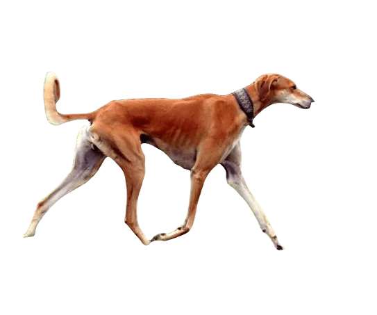 Saluki Dog breed information in all topics