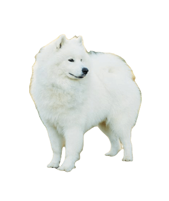 Samoyed Dog breed information in all topics