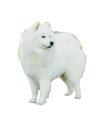 Samoyed Dog breed information in all topics