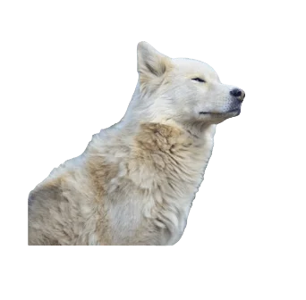 Samusky Dog breed information in all topics