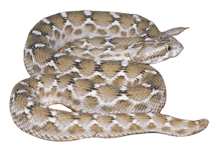 Saw Scaled Viper Snake information in all topics