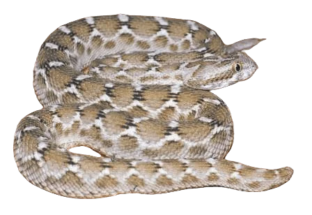 Saw Scaled Vipers Snake information in all topics