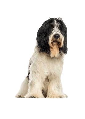 Schapendoes Dog breed information in all topics