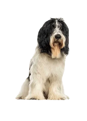 Schapendoes Dog breed information in all topics
