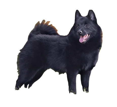 Schipperke Dog breed information in all topics