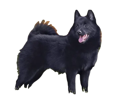 Schipperke Dog breed information in all topics