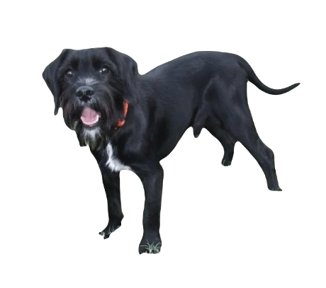 Schnocker Dog breed information in all topics