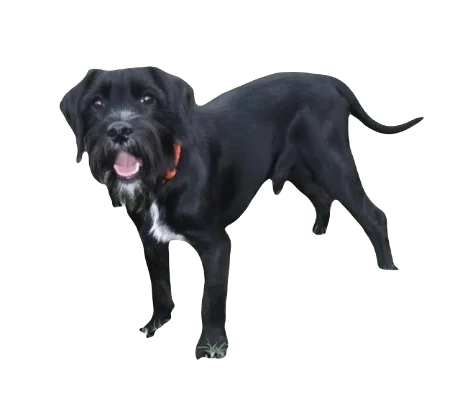 Schnocker Dog breed information in all topics
