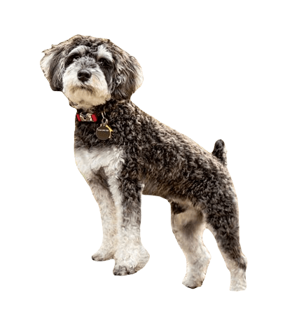 Schnoodle Dog breed information in all topics