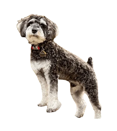 Schnoodle Dog breed information in all topics
