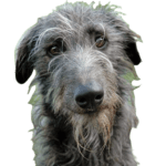 Scottish Deerhound Dog breed information in all topics