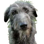 Scottish Deerhound Dog breed information in all topics