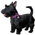 Scottish Terrier Dog breed information in all topics
