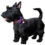 Scottish Terrier Dog breed information in all topics