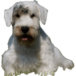 Sealyham Terrier Dog breed information in all topics