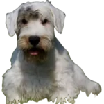 Sealyham Terrier Dog breed information in all topics