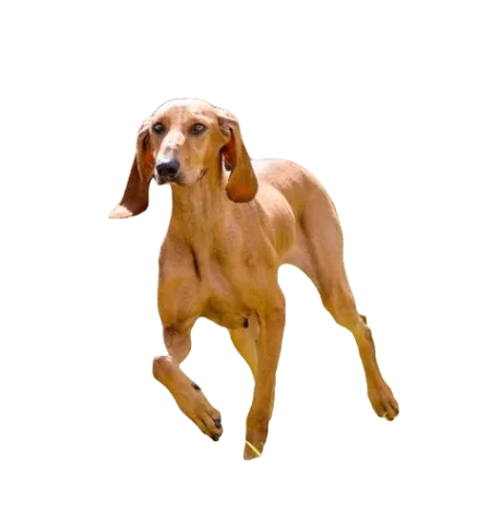 Segugio Italiano Dog breed information in all topics