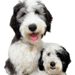 Sheepadoodle Dog breed information in all dog names