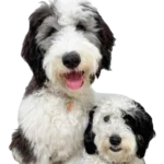 Sheepadoodle Dog breed information in all dog names