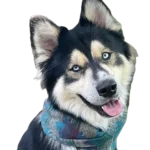 Shepsky Dog breed information in all topics