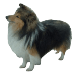 Shetland Sheep Dog breed information in all topics