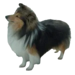 Shetland Sheep Dog breed information in all topics