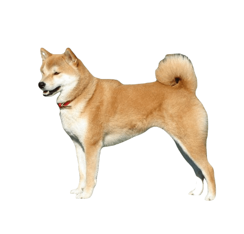 Shiba Inu Dog breed information in all topics