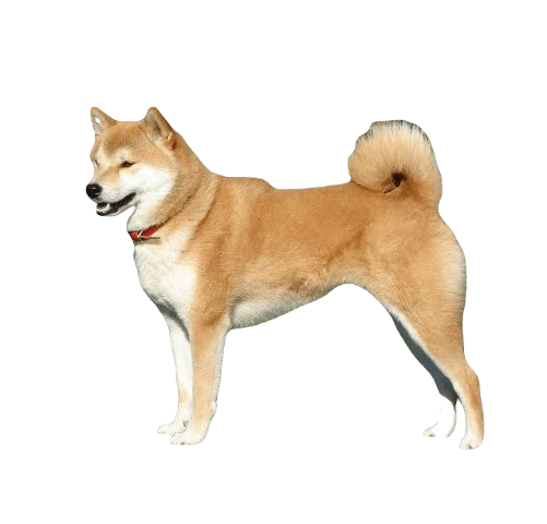 Shiba Inu Dog breed information in all topics
