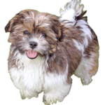 Shichon Dog breed information in all topics