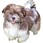 Shichon Dog breed information in all topics