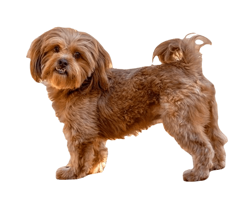 Shih Poo Dog breed information in all topics